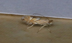 Phyllonorycter aeriferella