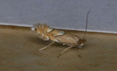 Phyllonorycter aeriferella