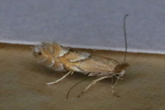Phyllonorycter aeriferella