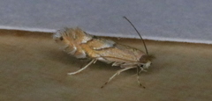 Phyllonorycter aeriferella