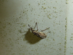 Cacephatus