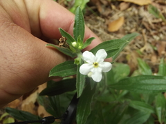 Lithospermum calcicola