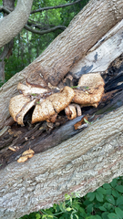 Cerioporus squamosus
