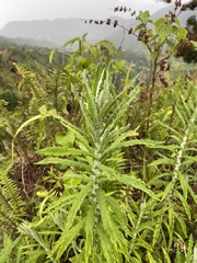 Pseudognaphalium elegans