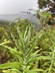 Pseudognaphalium elegans