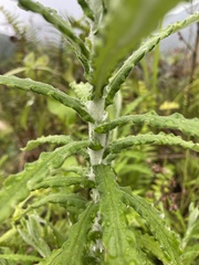 Pseudognaphalium elegans