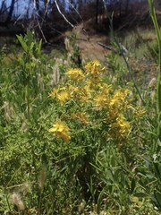 Hypericum perforatum perforatum