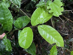 Ilex nitida