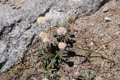 Calyptridium monospermum
