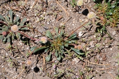 Calyptridium monospermum
