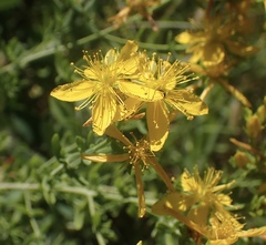 Hypericum perforatum perforatum