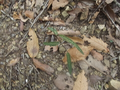 Desmodium psilophyllum