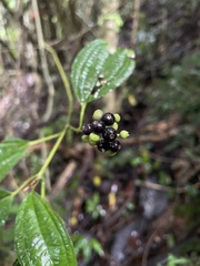 Miconia laevigata