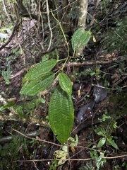 Miconia laevigata