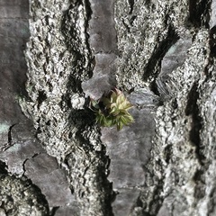 Dryocosmus floridensis