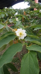 Muntingia calabura