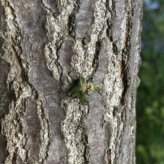 Dryocosmus floridensis