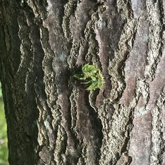 Dryocosmus floridensis