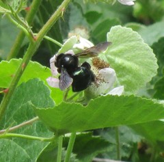 Xylocopa californica californica