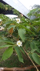 Muntingia calabura
