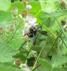 Xylocopa californica californica