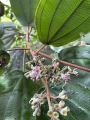 Miconia serrulata