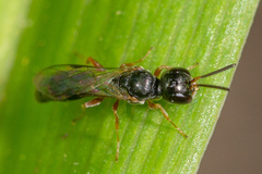 Passaloecus