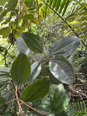 Miconia serrulata
