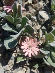 Silene hookeri