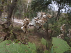 Peteravenia malvifolia