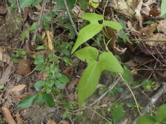 Aristolochia pentandra