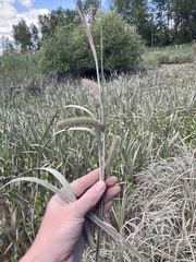 Carex utriculata