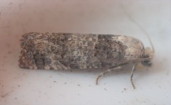 Retinia metallica