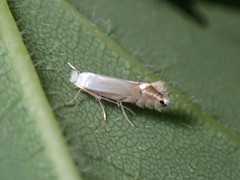 Phyllonorycter lucidicostella
