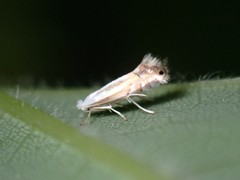 Phyllonorycter lucidicostella