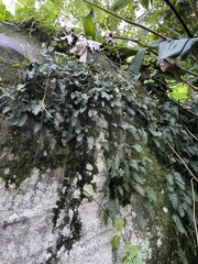 Pleopeltis polypodioides