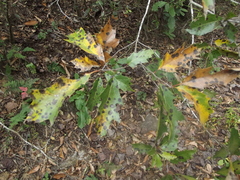 Quercus runcinatifolia