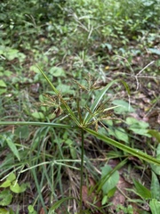 Cyperus distans