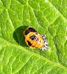 Harmonia axyridis