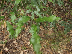 Quercus runcinatifolia