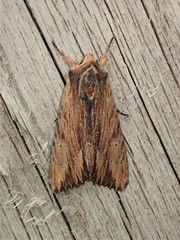 Apamea cuculliformis