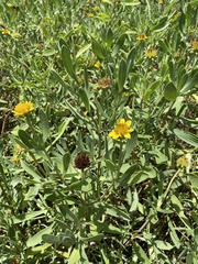 Borrichia frutescens image