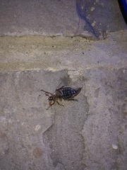 Melolontha melolontha