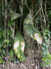 Anthurium crenatum