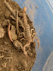 Pseudouroctonus peccatum