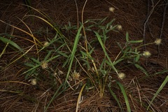 Trifolium eriocephalum