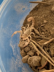 Pseudouroctonus peccatum