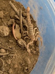 Pseudouroctonus peccatum