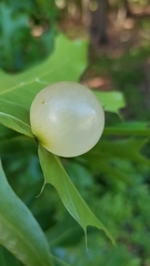 Amphibolips nubilipennis