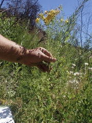 Hypericum perforatum perforatum